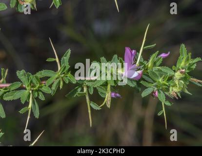 Stachelige Ruhenegge, Ononist spinosa in Blüte, Stacheln zeigend. Stockfoto