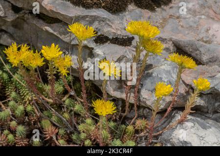 Bergsteinekrop, Petrosedum montanum, blühend auf dem Monte Baldo. Stockfoto