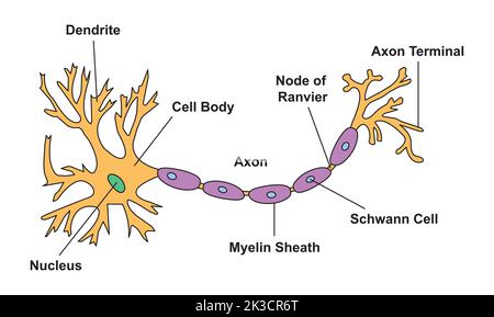 Wissenschaftliche Gestaltung der Neuronestruktur. Bunte Symbole. Vektorgrafik. Stock Vektor
