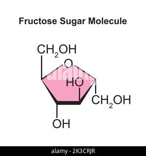 Chemische Illustration des Fructose-Zucker-Moleküls. Vektorgrafik. Stock Vektor