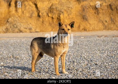 Ein streunender Hundestrand blickt direkt in die Kamera. Ein Schild an den Ohren des Hundes. Der traurige Blick eines verlorenen oder verlassenen Tieres. Das Konzept der Barmherzigkeit Liebe für ein Stockfoto