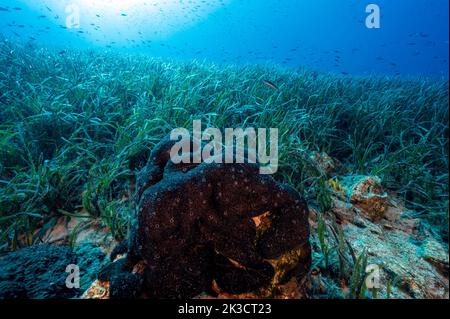 Neptuneseagrass Betten, Posidonia oceanica, Gokova Bay Meeresschutzgebiet Türkei Stockfoto