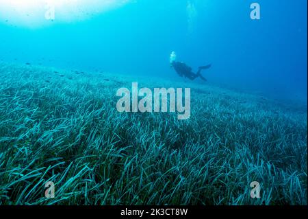 Neptuneseagrass Betten, Posidonia oceanica, Gokova Bay Meeresschutzgebiet Türkei Stockfoto