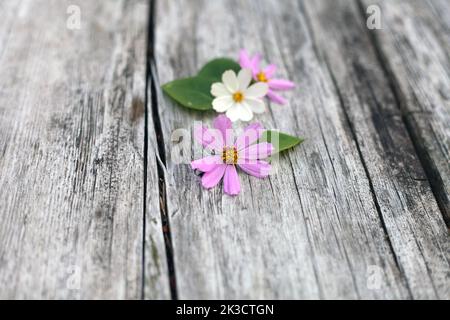 Cosmos rosa Blütenblätter auf Holztisch. Weiches und verschwommenes Kapitulum mit Ring aus breiten Röhrenblüten Stockfoto