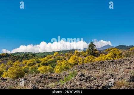 Der Ätna-Besen (Genista aetnensis) in Blüte, ein spektakulärer Anblick im Sommer, der hoch auf den Lavahängen des berühmten sizilianischen Vulkans wächst Stockfoto