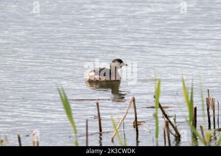 Zwergtaucher (Tachybaptus Ruficollis) Stockfoto