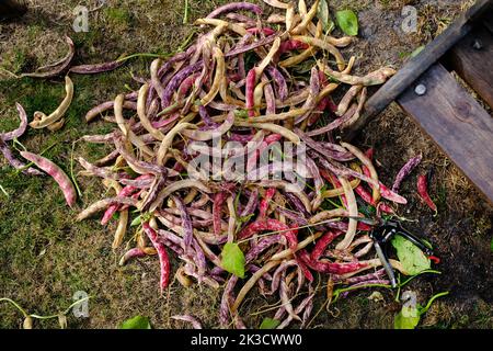 Frisch gepflückte Borlotti-Bohnen Stockfoto