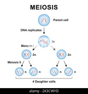 Wissenschaftliche Gestaltung von Meioisis. Bunte Symbole. Vektorgrafik. Stock Vektor