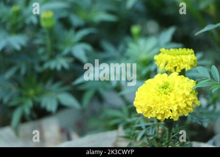 Gelbe Ringelblume wächst im Garten, kopieren Sie Platz, um Text hinzuzufügen Stockfoto