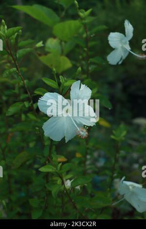 Die Nahaufnahme der weißen Hibiscus Rosa Sinensis-Blume, auch bekannt als chinesischer Hibiskus, Chinarose oder Rosenmallow, blüht Stockfoto