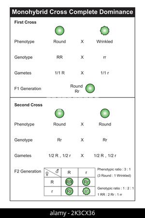 Monohybrid Cross vollständige Dominanz. Bunte Symbole. Vektorgrafik. Stock Vektor
