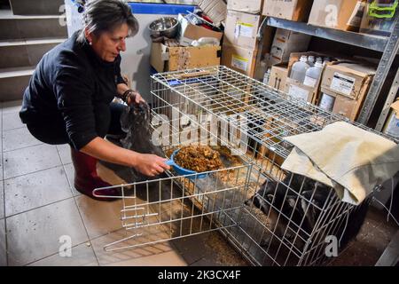 20. September 2022, Lviv, Ukraine: Eine Frau reinigt einen Käfig mit Waschbären, die aus Saporischschschja in das Haus von Lviv evakuiert wurden. Mitarbeiter und Freiwillige des Hauses der geretteten Tiere in Lemberg evakuierten 171 Tiere aus der Zaporizhzhia Kinderbahn. Die Tiere standen aufgrund ihrer Nähe zur Front unter ständigem Stress. Kleine Tiere wurden in Lviv untergebracht, und für größere (Elche, Alpakas, Hirsche usw.) wurden außerhalb der Stadt spezielle Gehege errichtet. (Bild: © Pavlo Palamarchuk/SOPA Images via ZUMA Press Wire) Stockfoto