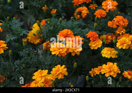 Tagetes erecta (amerikanischer Ringelblume, afrikanischer Ringelblume); ein herausragender, bunter langer Stiel junger Knospen. Daneben und umgeben von voll blühendem Flo Stockfoto