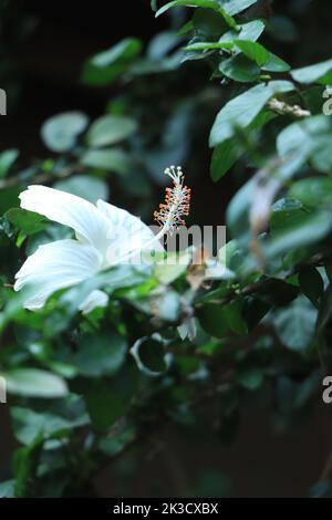 Weißer chinesischer Hibiskus. Hibiskusblüte an schön in der Natur. China Rose Blume Nahaufnahme Stockfoto