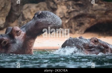 Zwei afrikanische Flusspferde, die in einem Fluss spielten, teilweise unter Wasser Stockfoto