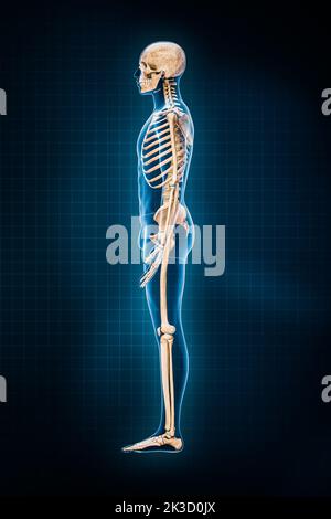 Darstellung des menschlichen Skelettsystems 3D. Laterale oder Profilansicht des vollständigen Skeletts mit männlichen Körperkonturen auf blauem Hintergrund. Anatomie, Osteolo Stockfoto