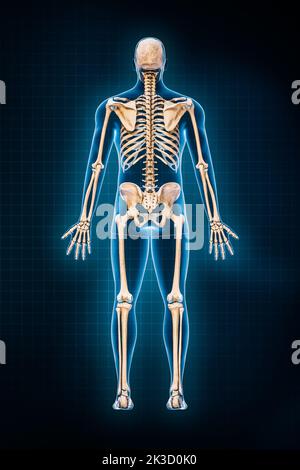 Darstellung des menschlichen Skelettsystems 3D. Hintere oder hintere Ansicht des vollständigen Skeletts mit männlichen Körperkonturen auf blauem Hintergrund. Anatomie, Osteolog Stockfoto