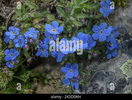 König der Alpen, Eritrichium nanum in Blüte auf sauren Felsen in großer Höhe, italienische Alpen. Stockfoto
