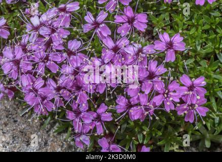 Moos campion, Silene acaulis, blüht in Hochgebirgsgrasland. Stockfoto