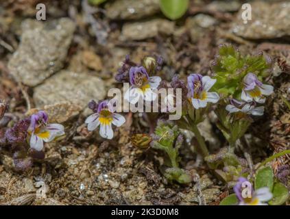 Zwerg-Eyebright, Eufrasia minima in Blüte in hochgelegenen sauren Geröll, italienische Alpen. Stockfoto