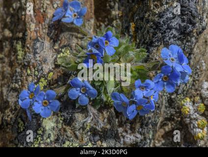 König der Alpen, Eritrichium nanum in Blüte auf sauren Felsen in großer Höhe, italienische Alpen. Stockfoto