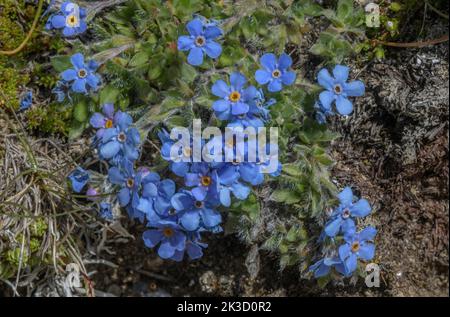 König der Alpen, Eritrichium nanum in Blüte auf sauren Felsen in großer Höhe, italienische Alpen. Stockfoto