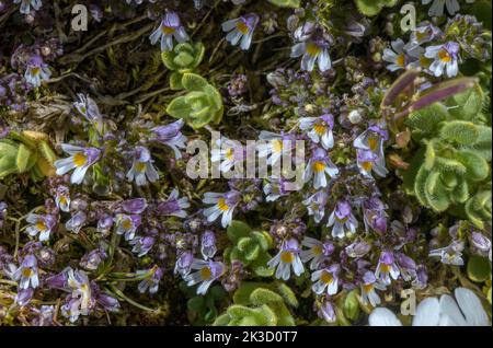 Zwerg-Eyebright, Eufrasia minima in Blüte in hochgelegenen sauren Geröll, italienische Alpen. Stockfoto