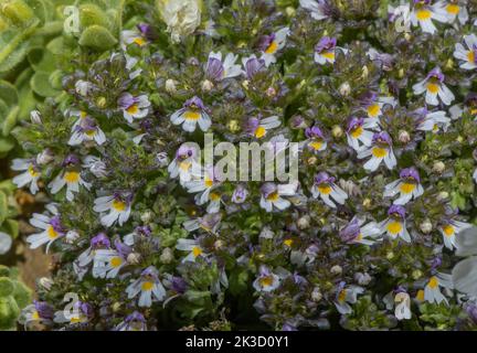 Zwerg-Eyebright, Eufrasia minima in Blüte in hochgelegenen sauren Geröll, italienische Alpen. Stockfoto