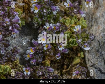 Zwerg-Eyebright, Eufrasia minima in Blüte in hochgelegenen sauren Geröll, italienische Alpen. Stockfoto