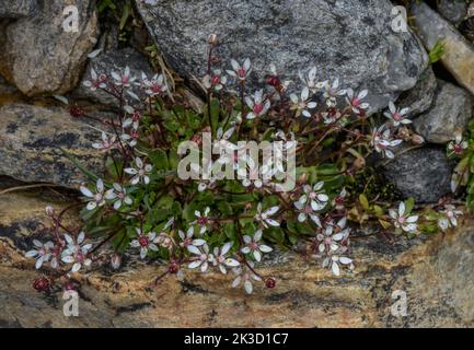 Sternsaxifrage, Saxifraga stellaris, blühend im Bergbach. Stockfoto