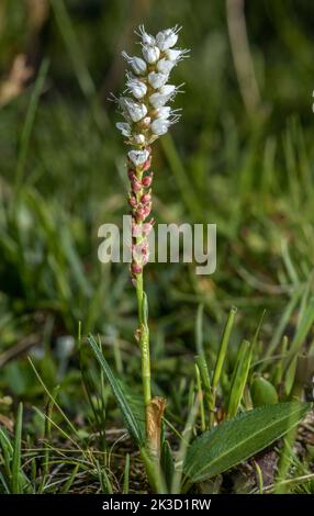Alpine Bistort, Persicaria vivipara in Blüte, mit Blumen und Bulbilen, in Bergwiese. Stockfoto