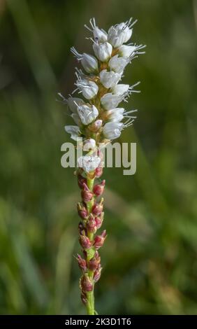 Alpine Bistort, Persicaria vivipara in Blüte, mit Blumen und Bulbilen, in Bergwiese. Stockfoto