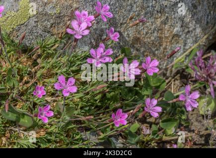 Albanisch rosa, Dianthus myrtinervius, blühender; Griechenland Stockfoto