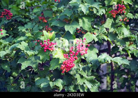 Viburnum-Busch mit roten Beeren an den Zweigen. Weicher, selektiver Fokus Stockfoto