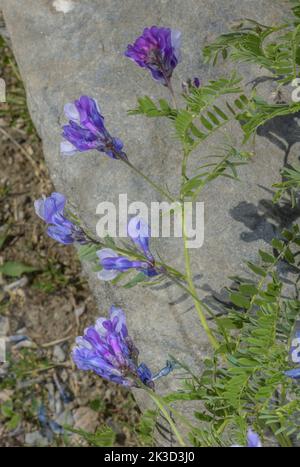 Feinblättriger Vetch, Vicia tenuifolia, blühend in den französischen Alpen. Stockfoto