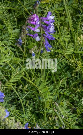 Feinblättriger Vetch, Vicia tenuifolia, blühend in den französischen Alpen. Stockfoto
