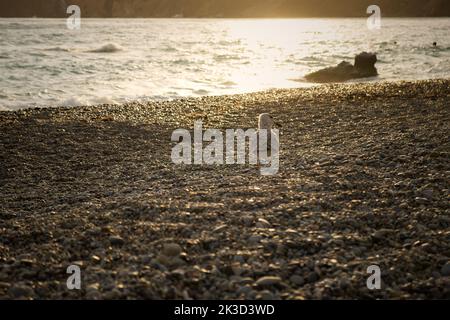 Möwe am Strand in der Sonne. Die Silhouette eines Vogels in den warmen Strahlen der untergehenden Sonne. Eine Möwe steht am Ufer und schaut auf die Kamera. Der Stockfoto