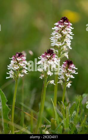 Orchidee mit verbrannter Spitze: Orchis ustulata. Sussex, Mai Stockfoto