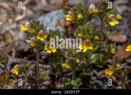 Zwerg-Eyebright, Eufrasia minima, gelbe Form, blühend in hochgelegenen sauren Geröll, italienische Alpen. Stockfoto