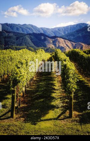 Die Weinberge der Marlborough Region in Neuseeland. Stockfoto