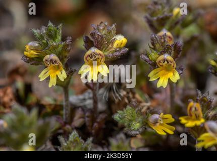 Zwerg-Eyebright, Eufrasia minima, gelbe Form, blühend in hochgelegenen sauren Geröll, italienische Alpen. Stockfoto