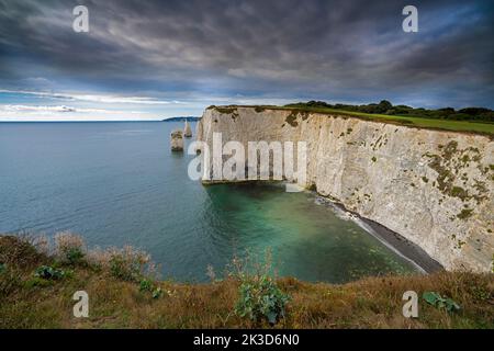 Die Pinnacles, Studland, Isle of Purbeck, Dorset, England, Vereinigtes Königreich, Europa. Stockfoto