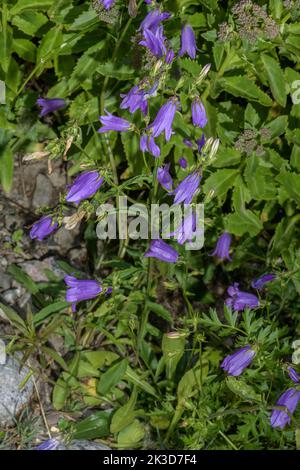 Sibirische Glockenblume, Campanula sibirica, Ostalpen. Stockfoto