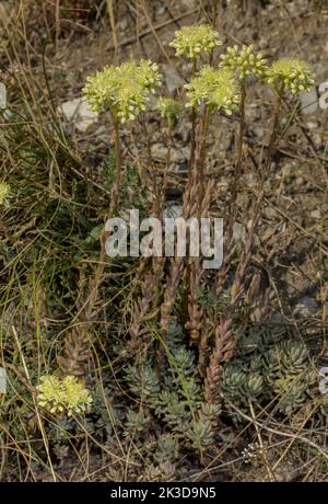 Blasser Steinkropf, Petrosedum sediforme, blühenkolibisch, Französische Alpen. Stockfoto