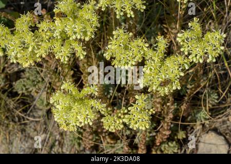 Blasser Steinkropf, Petrosedum sediforme, blühenkolibisch, Französische Alpen. Stockfoto