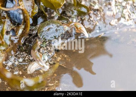 Eine violette Küstenkrabbe (Hemigrapsus nudus) an der Küste von British Columbia, Kanada. Stockfoto