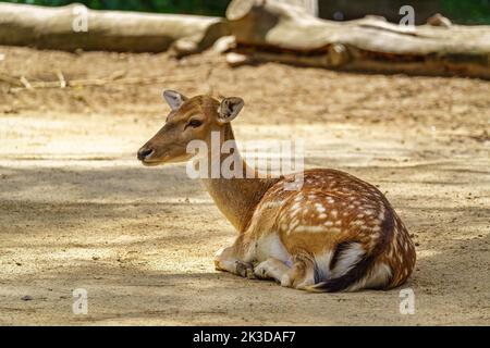 Baby Hirsch Bambi im Gras im Sommer an einem sonnigen Tag selektive Fokus Stockfoto