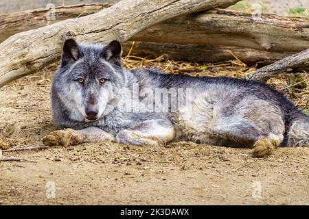 Europäischer Grauwolf, Canis lupus lupus, lügen und ruhen. Stockfoto