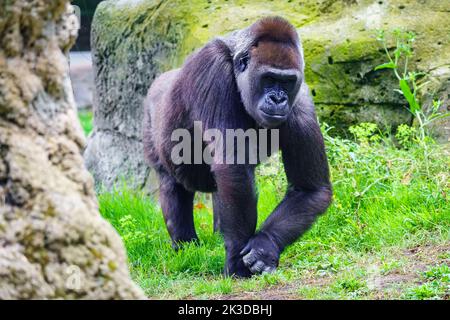Afrikanischer weiblicher Gorilla, der ruhig im Gras herumläuft. Stockfoto