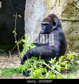 Afrikanische weibliche Gorilla, die auf dem Boden sitzt und Blätter von einem Ast frisst. Stockfoto